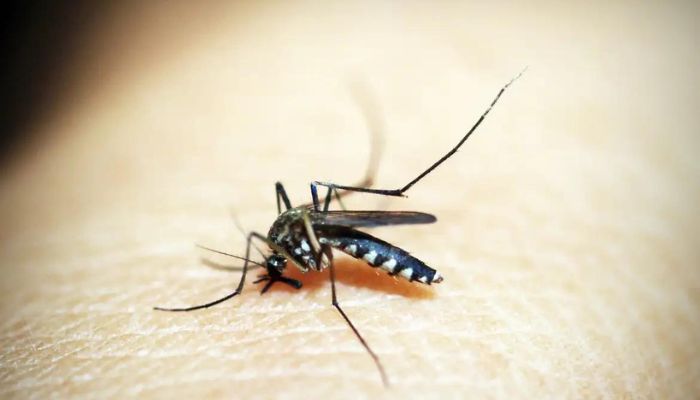 Mosquito é o animal que mais mata no mundo; veja os cuidados